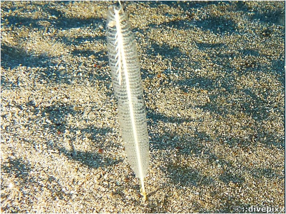 Divepix Feather Sea Pen 